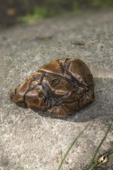Sandstone Brown